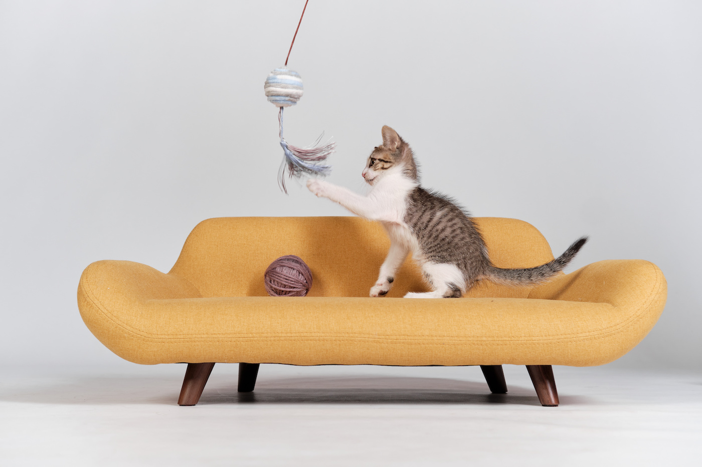 Cat boarding, San Marcos, Texas Cat boarding, San Marcos, Texas