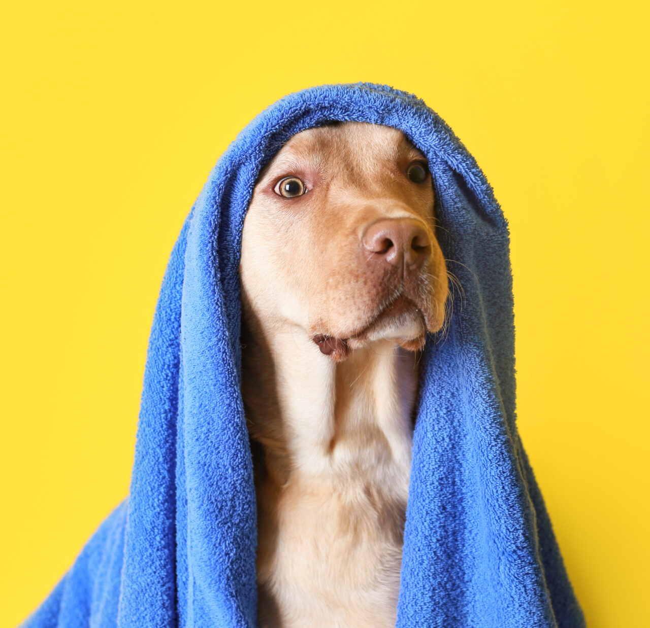 Dog grooming and baths, San Marcos, Texas