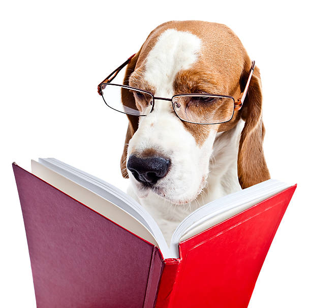 Dog Boarding and Day Care, Cat Boarding, San Marcos, Texas