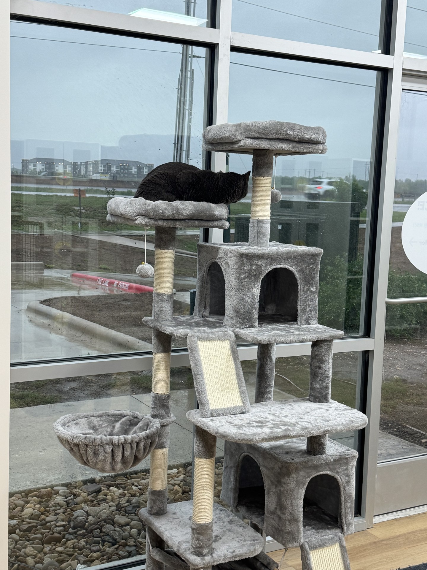 San Marcos Cat Boarding and Day Camp Kuri Pet Resort Cat boarding