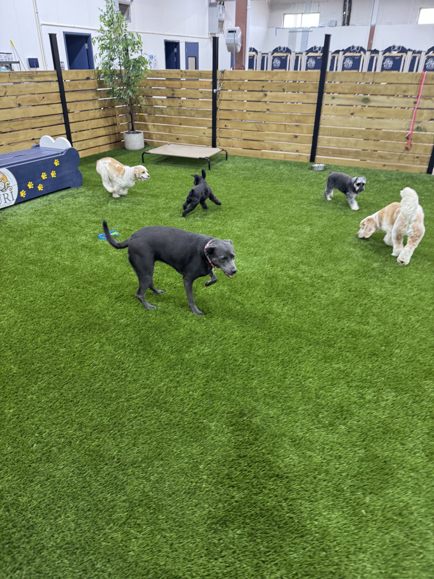 Kuri Pet Resort San Marcos Dog Boarding and Day Camp Kuri Pet Resort San Marcos Dog Boarding and Day Camp