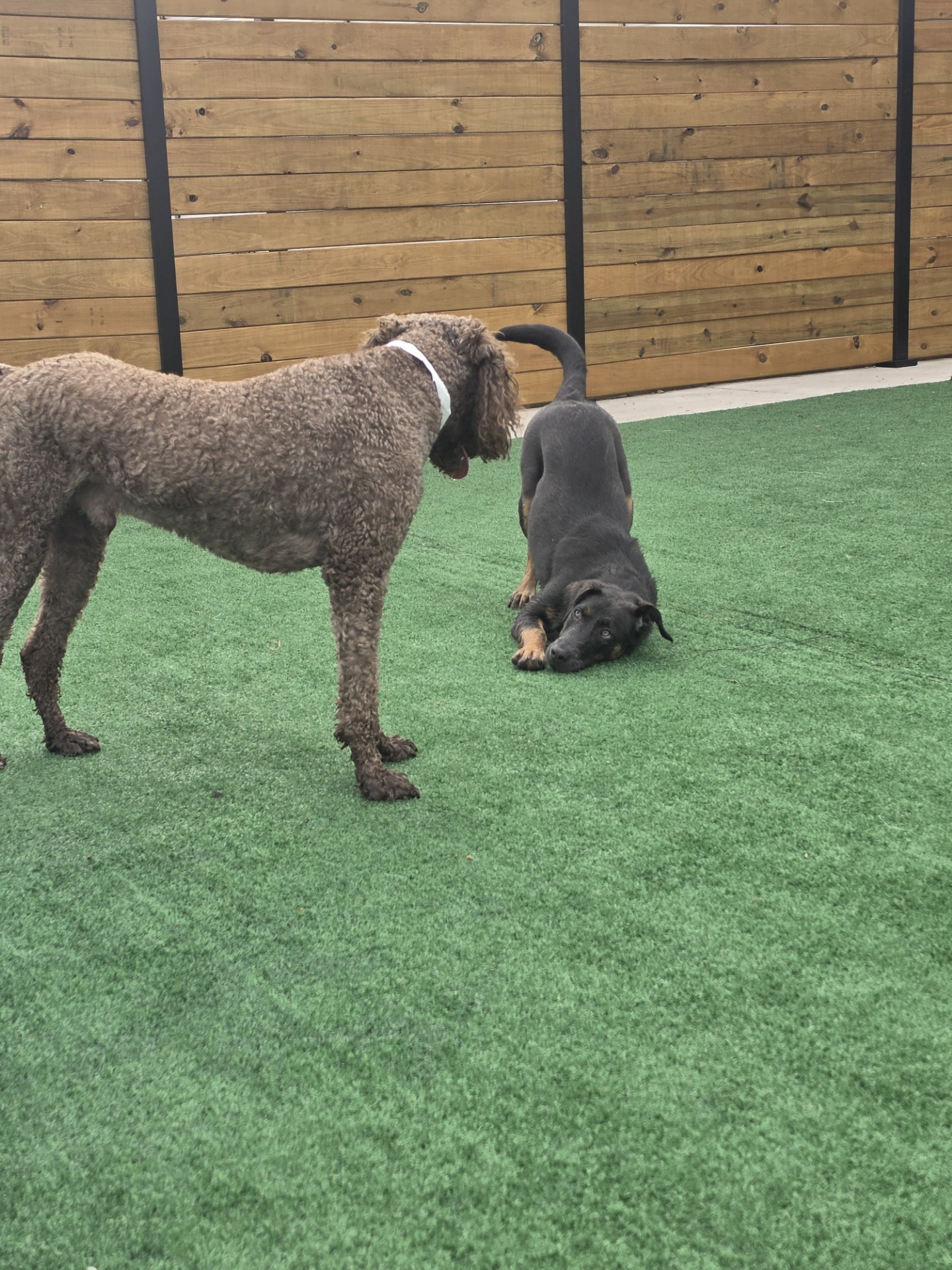Kuri Pet Resort San Marcos Dog Boarding and Day Camp Kuri Pet Resort San Marcos Dog Boarding and Day Camp