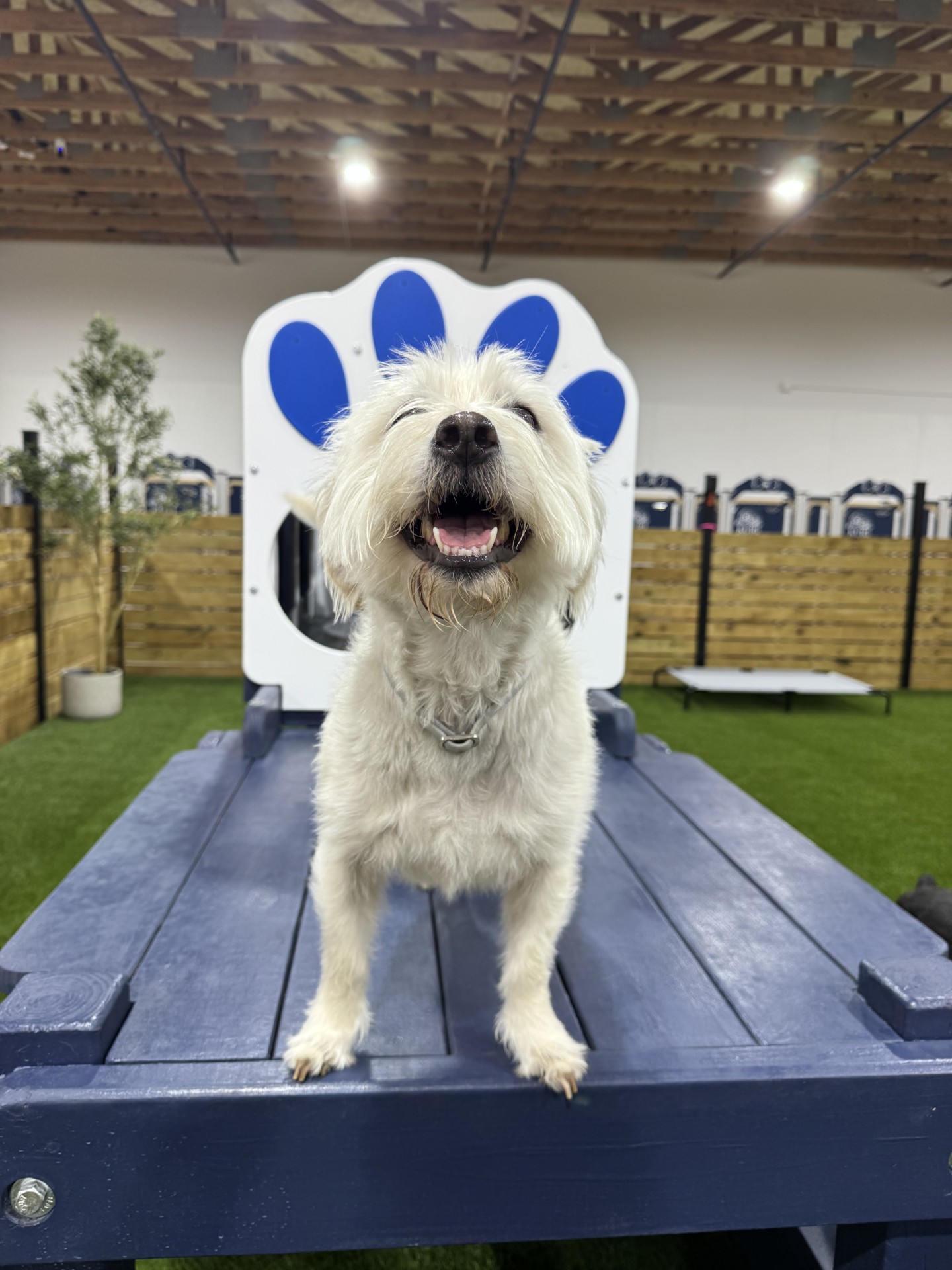 Kuri Pet Resort Dog Boarding And Day Camp In San Marcos San Marcos Dog Boarding and Day Camp