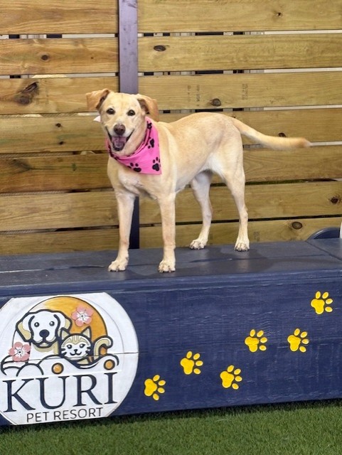 Kuri Pet Resort San Marcos Dog Boarding and Day Camp Kuri Pet Resort San Marcos Dog Boarding and Day Camp