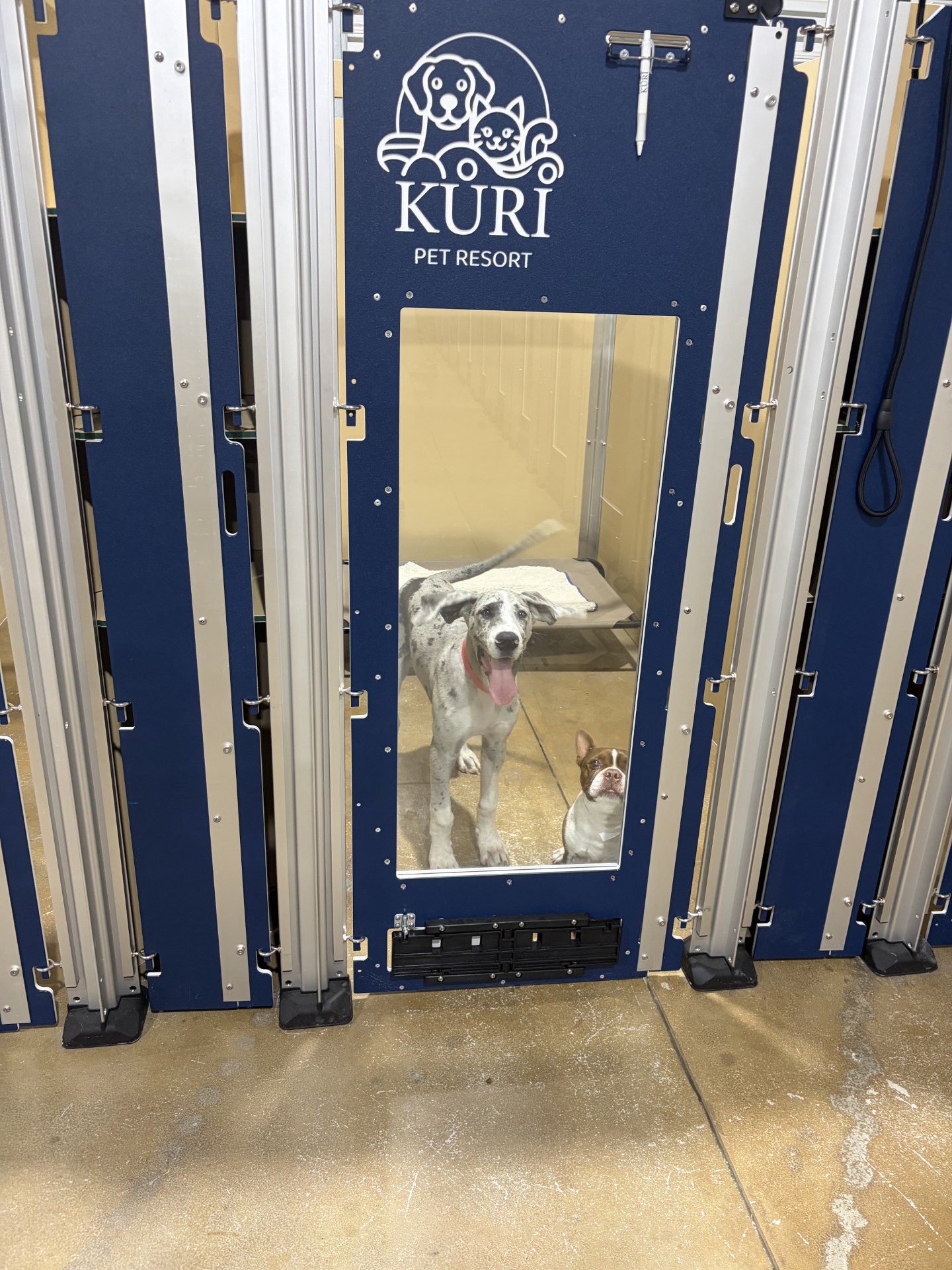 San Marcos Dog Boarding and Day Camp Kuri Pet Resort Dog Boarding