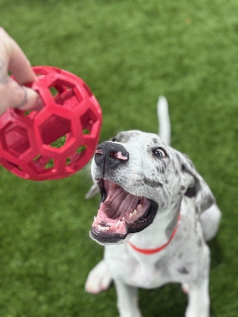 Kuri Pet Resort San Marcos Dog Boarding and Day Camp Kuri Pet Resort San Marcos Dog Boarding and Day Camp