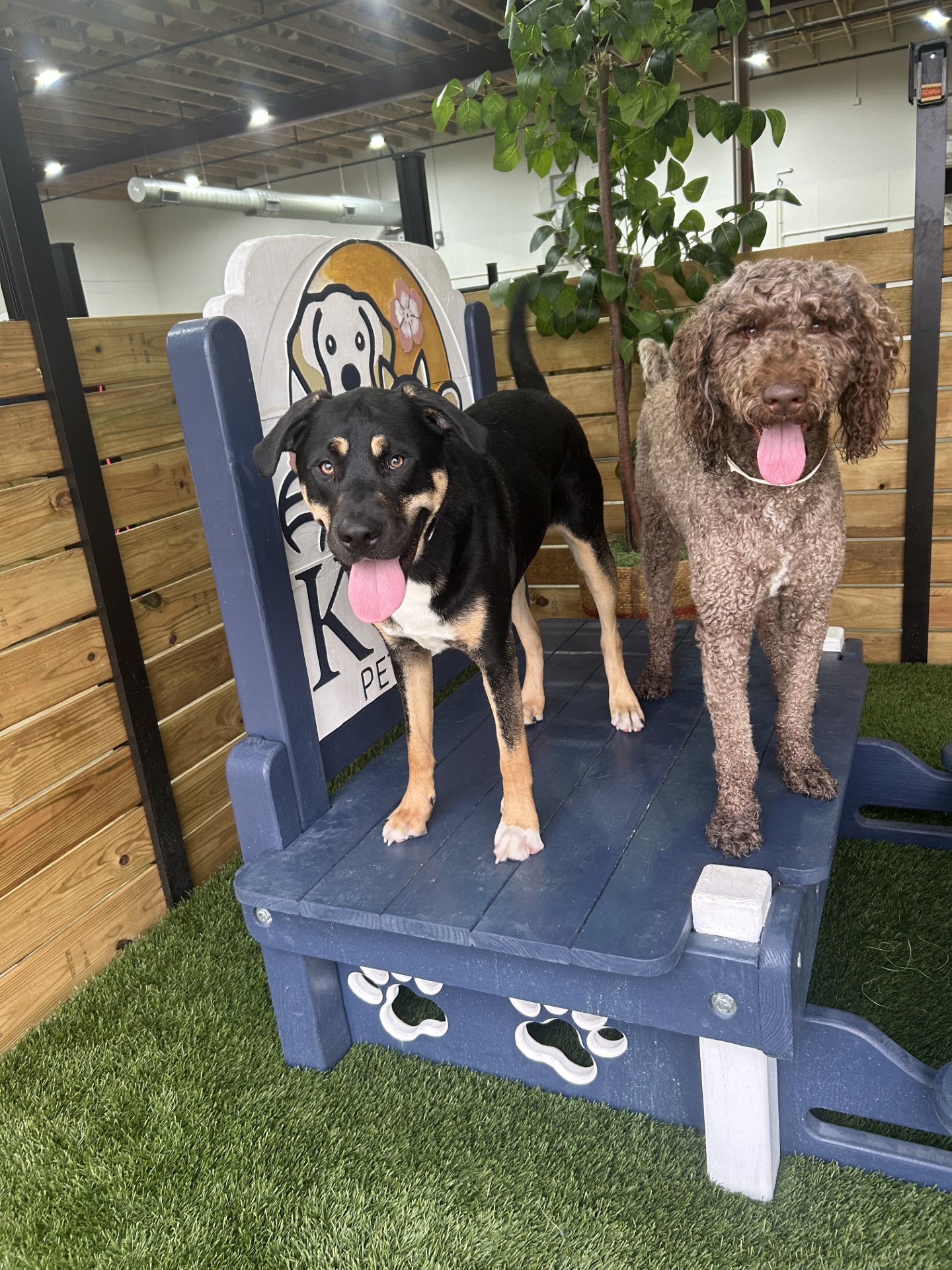 Kuri Pet Resort San Marcos Dog Boarding and Day Camp Kuri Pet Resort San Marcos Dog Boarding and Day Camp