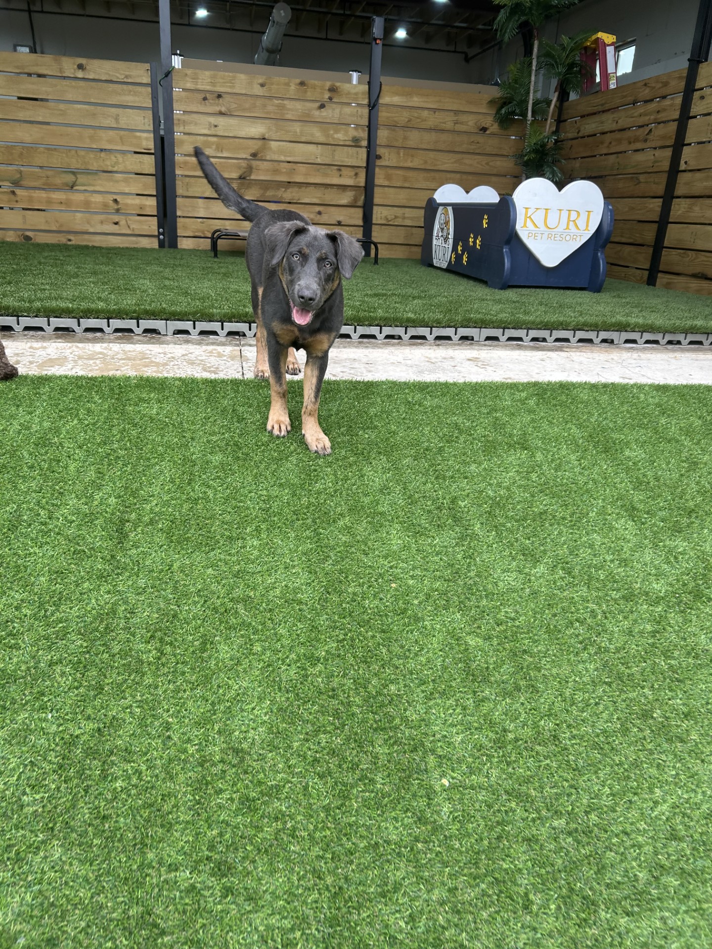 Kuri Pet Resort San Marcos Dog Boarding and Day Camp Kuri Pet Resort San Marcos Dog Boarding and Day Camp