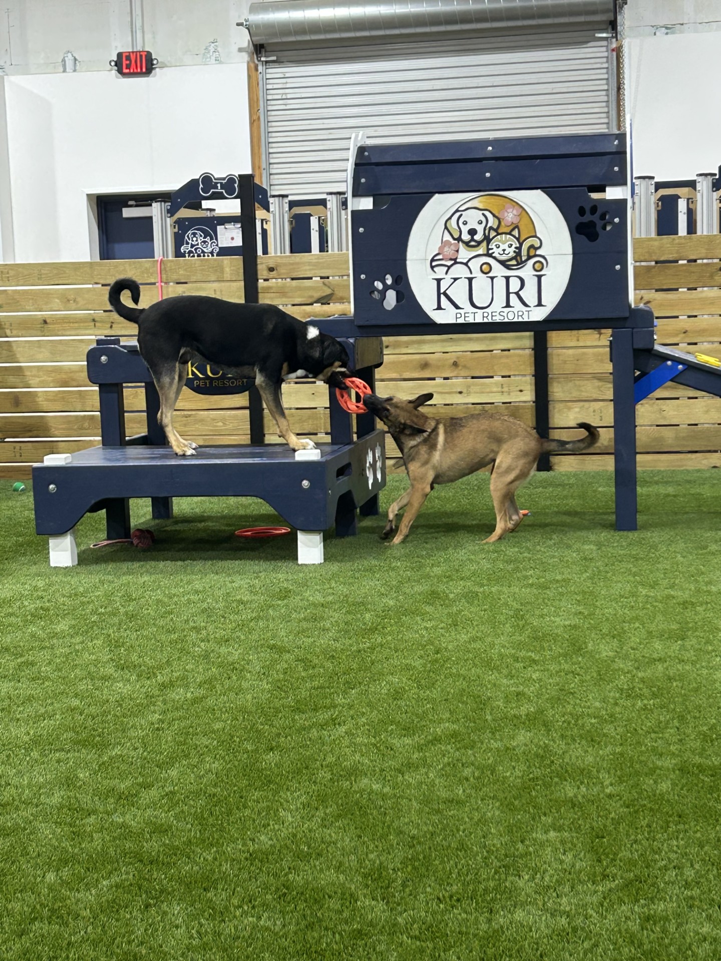 Kuri Pet Resort San Marcos Dog Boarding and Day Camp Kuri Pet Resort San Marcos Dog Boarding and Day Camp
