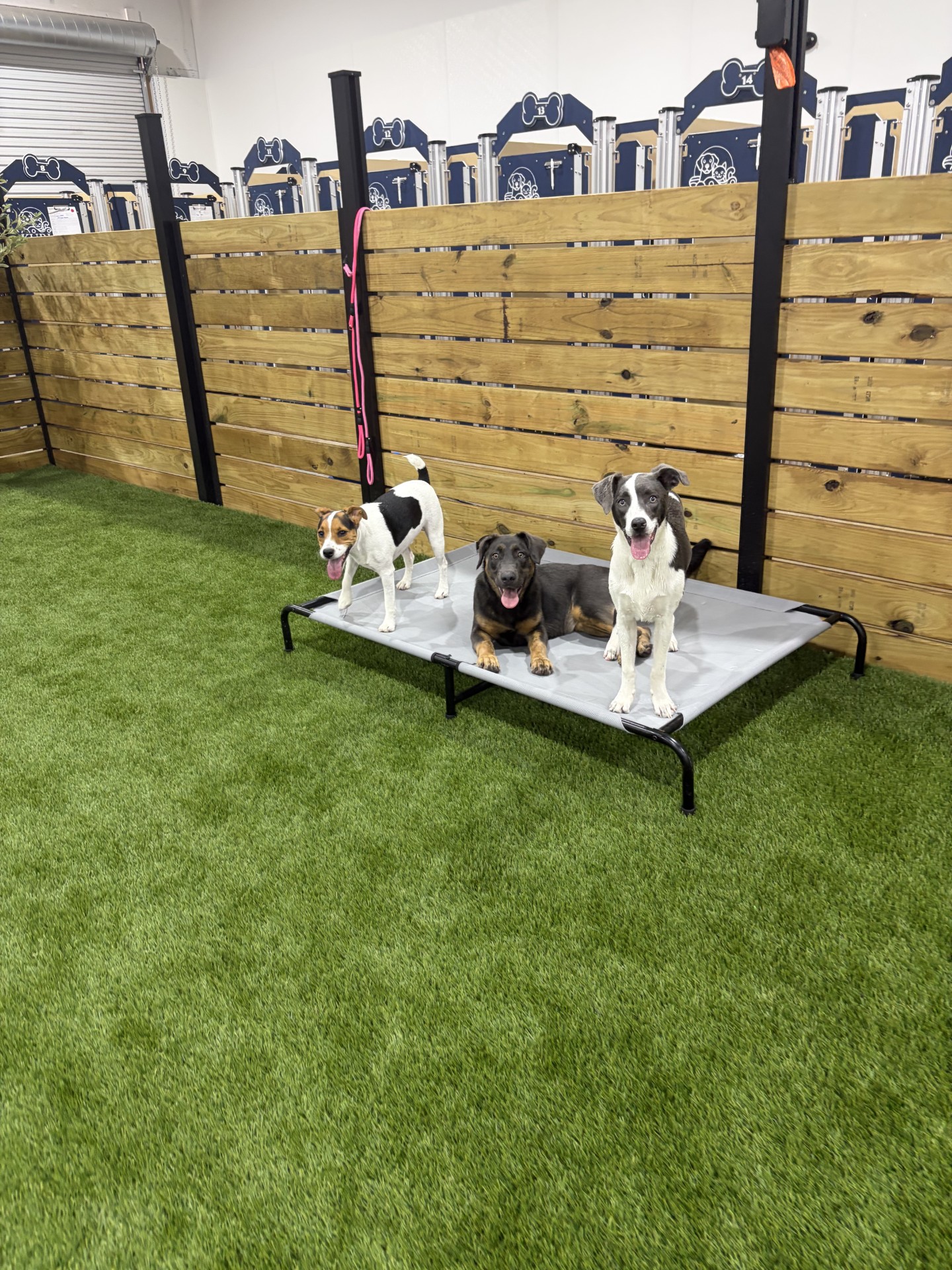 Kuri Pet Resort San Marcos Dog Boarding and Day Camp Kuri Pet Resort San Marcos Dog Boarding and Day Camp