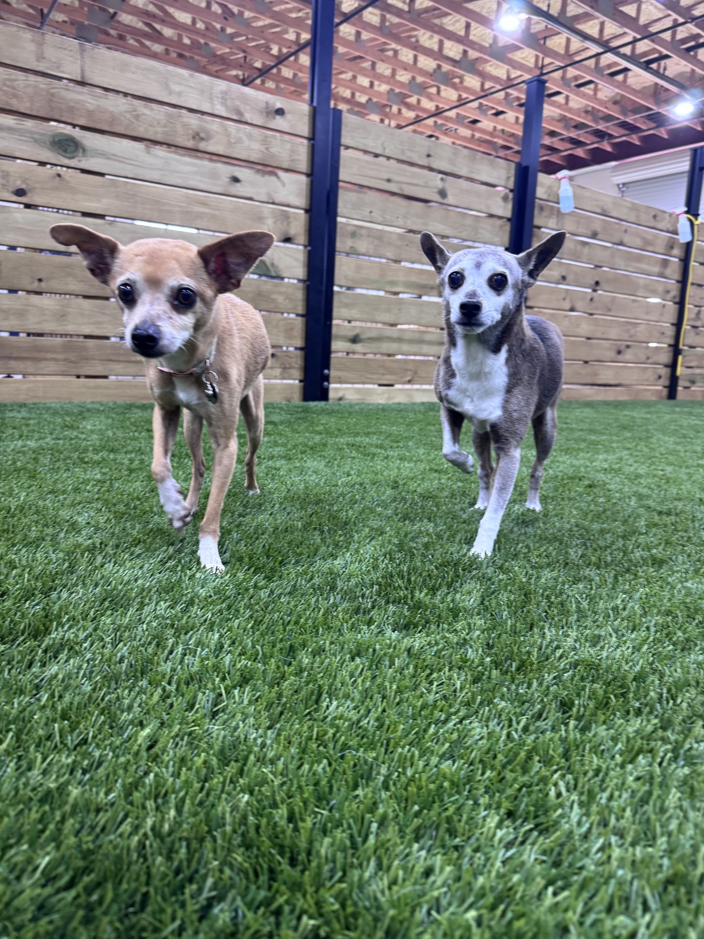 Kuri Pet Resort San Marcos Dog Boarding and Day Camp Kuri Pet Resort San Marcos Dog Boarding and Day Camp