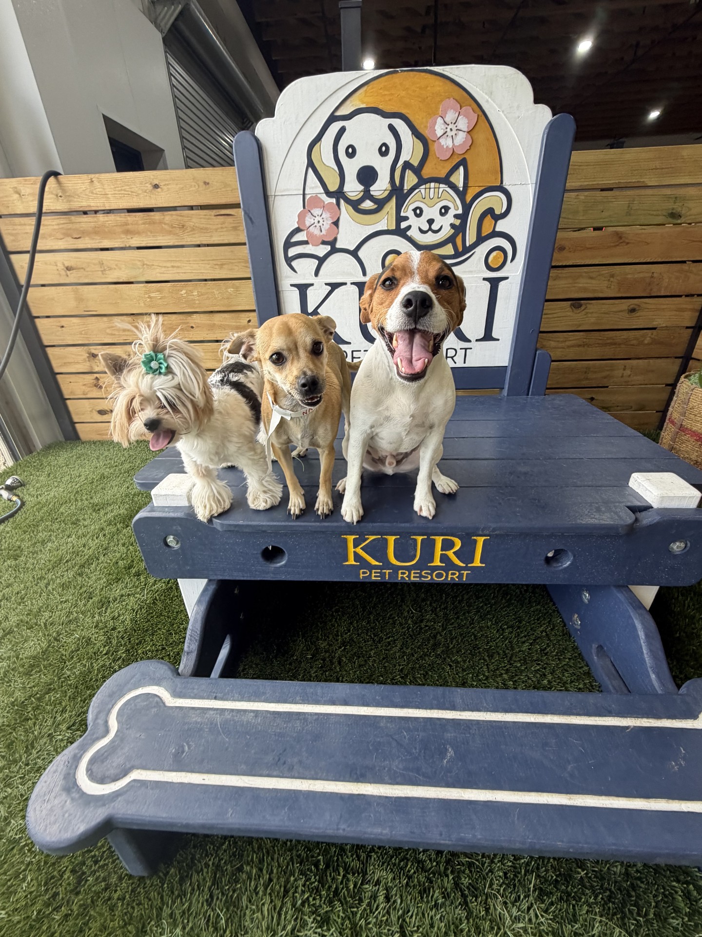 Kuri Pet Resort San Marcos Dog Boarding and Day Camp Kuri Pet Resort San Marcos Dog Boarding and Day Camp