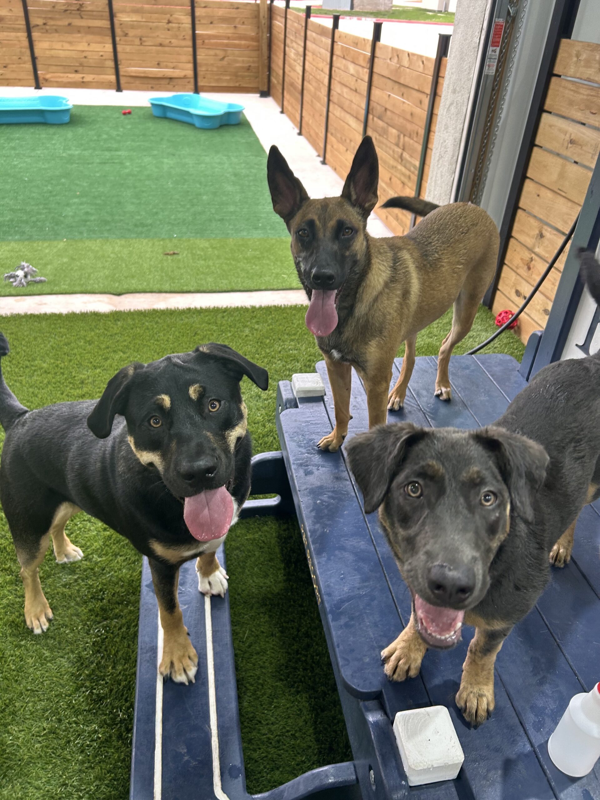 Kuri Pet Resort San Marcos Dog Boarding and Day Camp Kuri Pet Resort San Marcos Dog Boarding and Day Camp