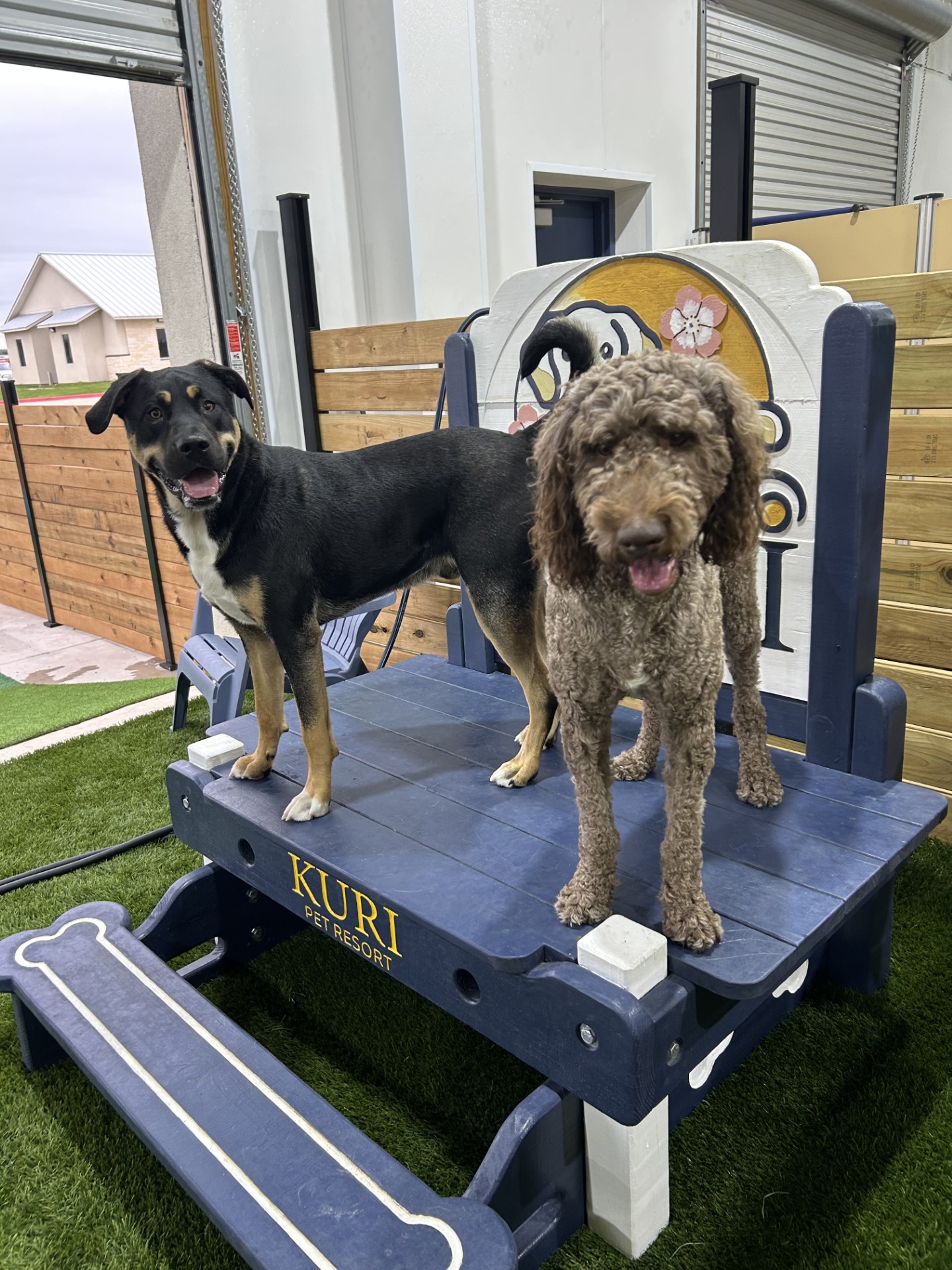 Kuri Pet Resort San Marcos Dog Boarding and Day Camp Kuri Pet Resort San Marcos Dog Boarding and Day Camp