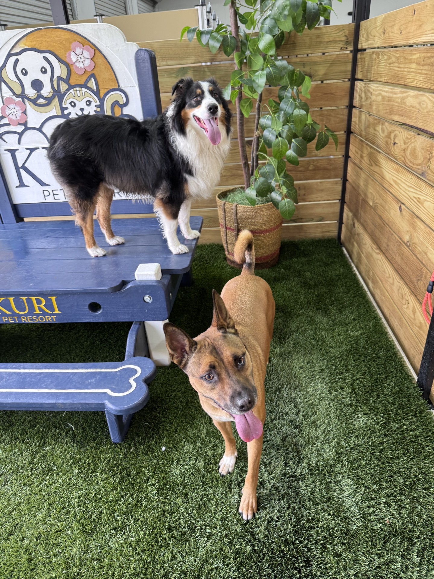 Kuri Pet Resort San Marcos Dog Boarding and Day Camp Kuri Pet Resort San Marcos Dog Boarding and Day Camp