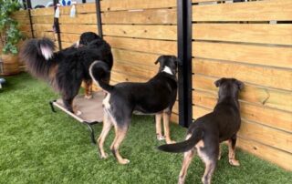 Kuri Pet Resort San Marcos Dog Boarding and Day Camp