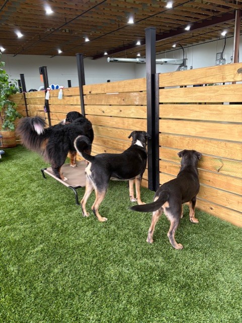 Kuri Pet Resort San Marcos Dog Boarding and Day Camp Kuri Pet Resort San Marcos Dog Boarding and Day Camp