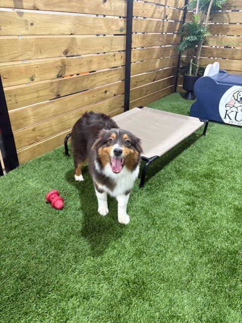 Kuri Pet Resort San Marcos Dog Boarding and Day Camp Kuri Pet Resort San Marcos Dog Boarding and Day Camp