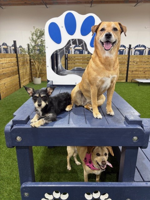 San Marcos Dog Boarding and Day Camp Kuri Pet Resort Dog Boarding