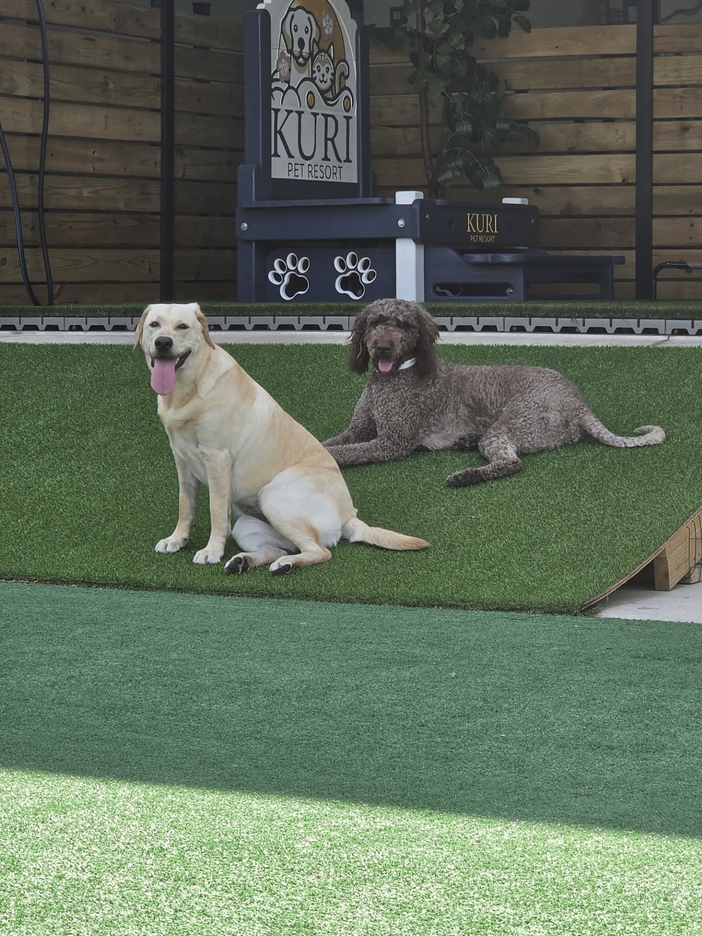 Kuri Pet Resort San Marcos Dog Boarding and Day Camp Kuri Pet Resort San Marcos Dog Boarding and Day Camp