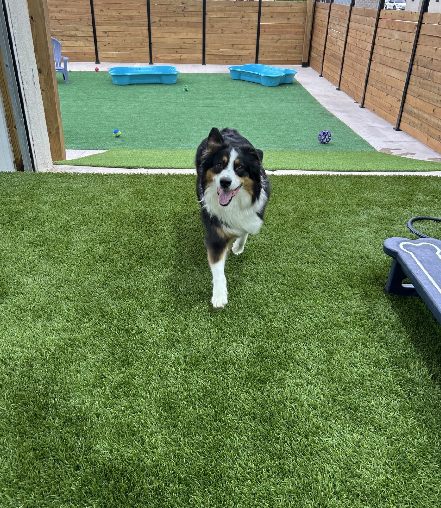 Kuri Pet Resort San Marcos Dog Boarding and Day Camp Kuri Pet Resort San Marcos Dog Boarding and Day Camp