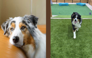 Dog Boarding vs. Pet Sitting in San Marcos & Kyle, Tx: What's Best for Your Dog?