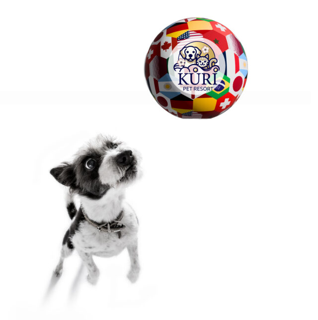 KuriSoccerWeb